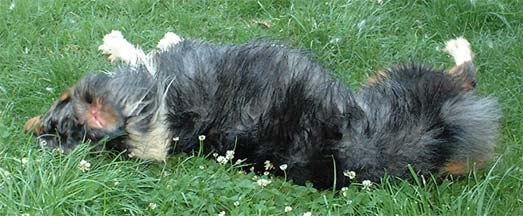 roll roll roll your dog