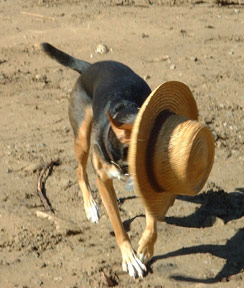 Hold on to that hat!